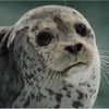 seal617